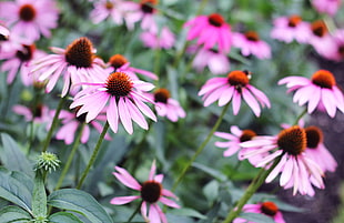 purple flowers during daytime