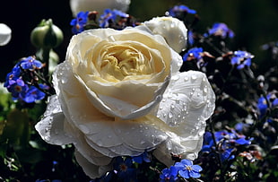 white rose with water dews HD wallpaper