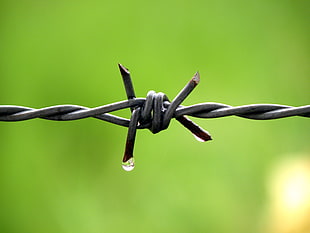 gray metal barbwire in closeup photography HD wallpaper