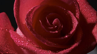 closeup photography of red rose with water dew HD wallpaper
