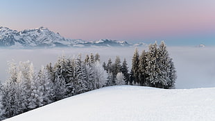 snowcapped mountains and trees, nature, snow, forest, mountains