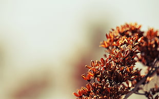 brown petal flower close-up photo