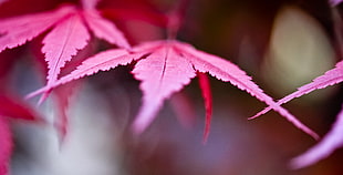 pink leaf focus photography, bergamo HD wallpaper