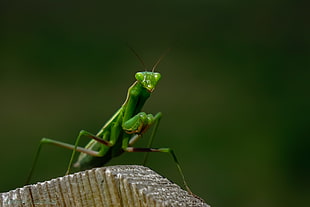 green praying mantis