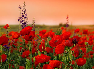 close up photo of red petaled flowers