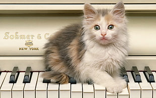white and black kitten on white piano HD wallpaper