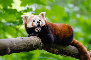 photo of brown and white Trash panda