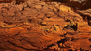 landscape, rice paddy