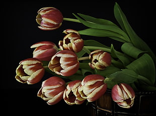 photo of beige-and-red tulips with leaves HD wallpaper