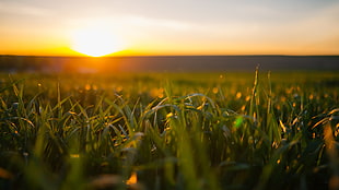 green grass field during day light HD wallpaper