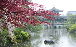 brown wooden pagoda, cherry blossom, river, park, Japan