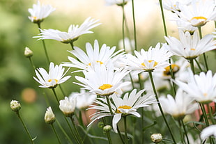 shallow focus photography of white daisy