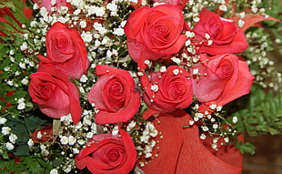red roses HD wallpaper