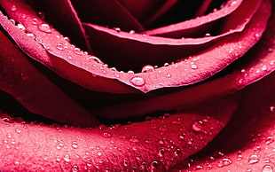 macro photography of red rose with water dew HD wallpaper