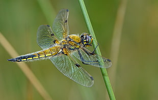 yellow and black Skimmer dragonfly perching on green plant