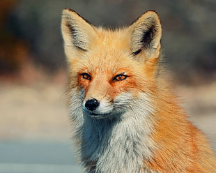 shallow focus photography of fox