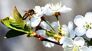 honeybee in flight near white petaled flower in closeup photo HD wallpaper