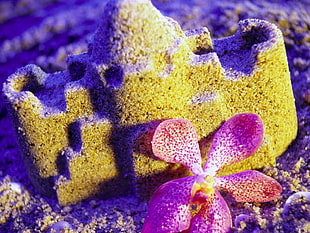 photography purple periwinkle petal on gray castle sand HD wallpaper