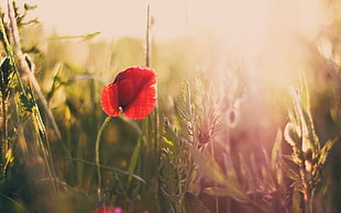 red petaled flower, poppies, flowers, nature, sunlight