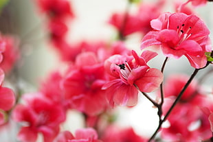 pink petaled flowers HD wallpaper