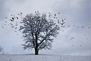 birds flying near bare tree