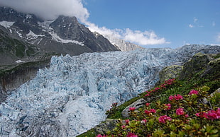 pink petaled flowers distance with mountains during daytime