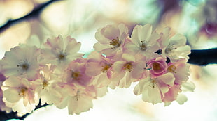 white and pink petaled flower wallpaper