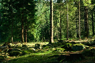 landscape, trees, forest