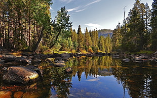 Lake,  Wood,  Stones,  Purity