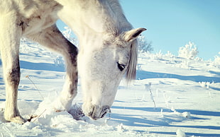white horse under blue sky during winter HD wallpaper