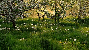 green and white leaf flowers with a trees