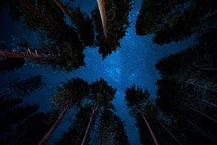 starry sky, Starry sky, Night, Trees HD wallpaper