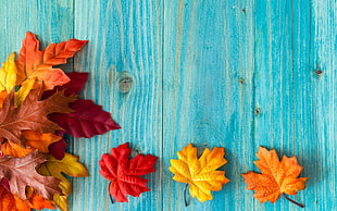 red and orange maple leaves, fallen leaves, red leaves, maple leaves, leaves