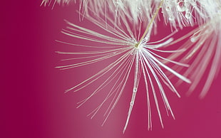 white dandelion in focus lens photography HD wallpaper