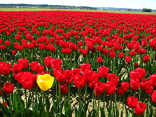 yellow and red Tulip flowers HD wallpaper