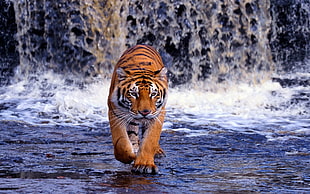 tiger, animals, tiger, big cats