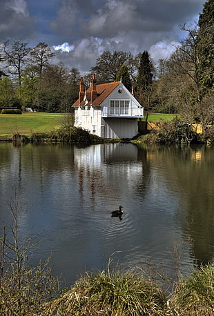 photo of black duck on body of water near white house, virginia water