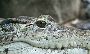 gray crocodile