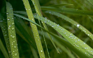 green grass, nature, grass, water drops, green