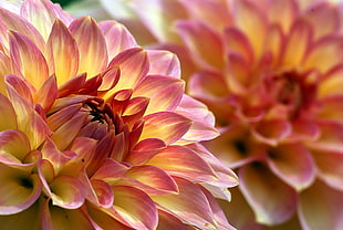 two orange flowers