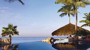 body of water and tree nature photography, swimming pool, resort, palm trees, Caribbean