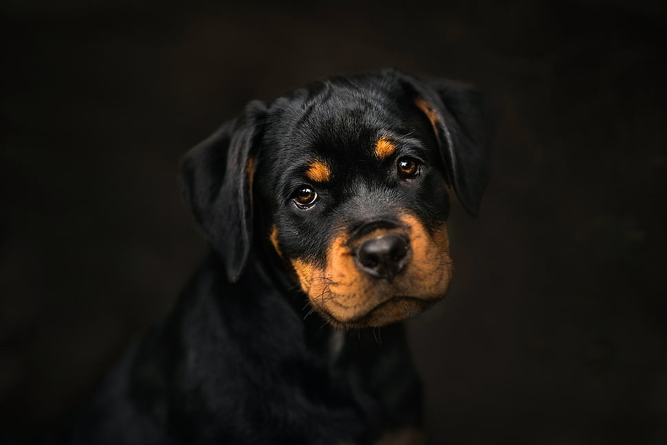 black and tan short-coated puppy, dark, dog, animals, portrait HD wallpaper