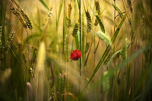 close-up photo of red petaled flower on bloom in wheat plants HD wallpaper
