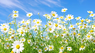 bed of white daisies HD wallpaper