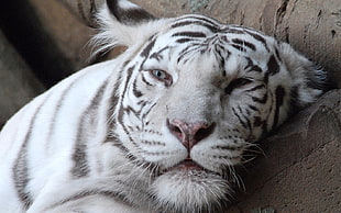 albino tiger