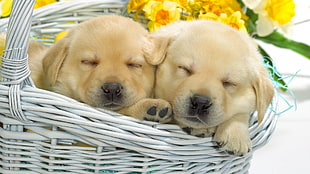 brown short coated puppies