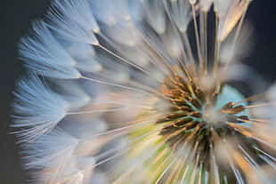 closeup photography of white Dandelion HD wallpaper