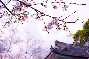 landscape, nature, weather, flowers