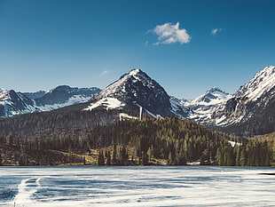 view of snowy mountain near tree during daytime HD wallpaper