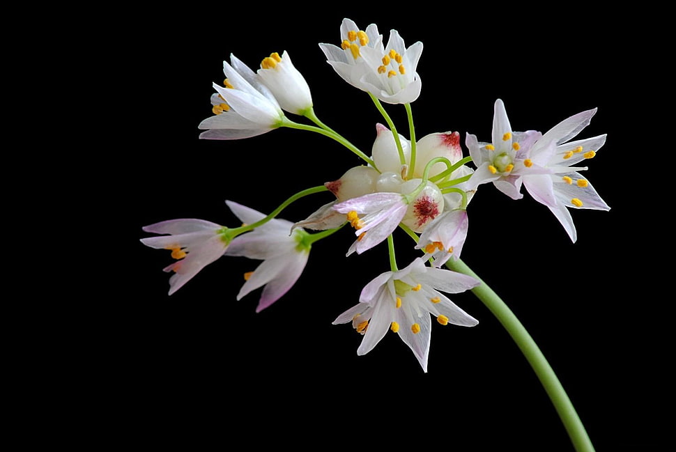 white petaled flowers in closeup photo HD wallpaper